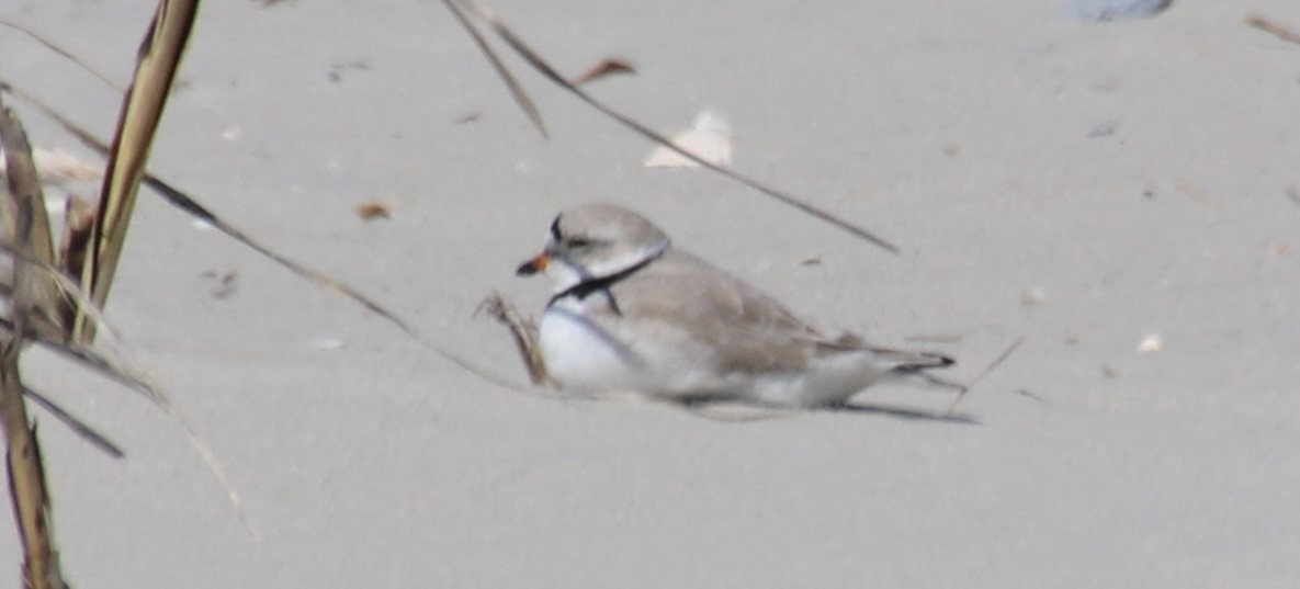 Piping Plover - Betty Thomas