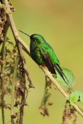 Colibrí de Raquetas Faldirrojo - ML616744749