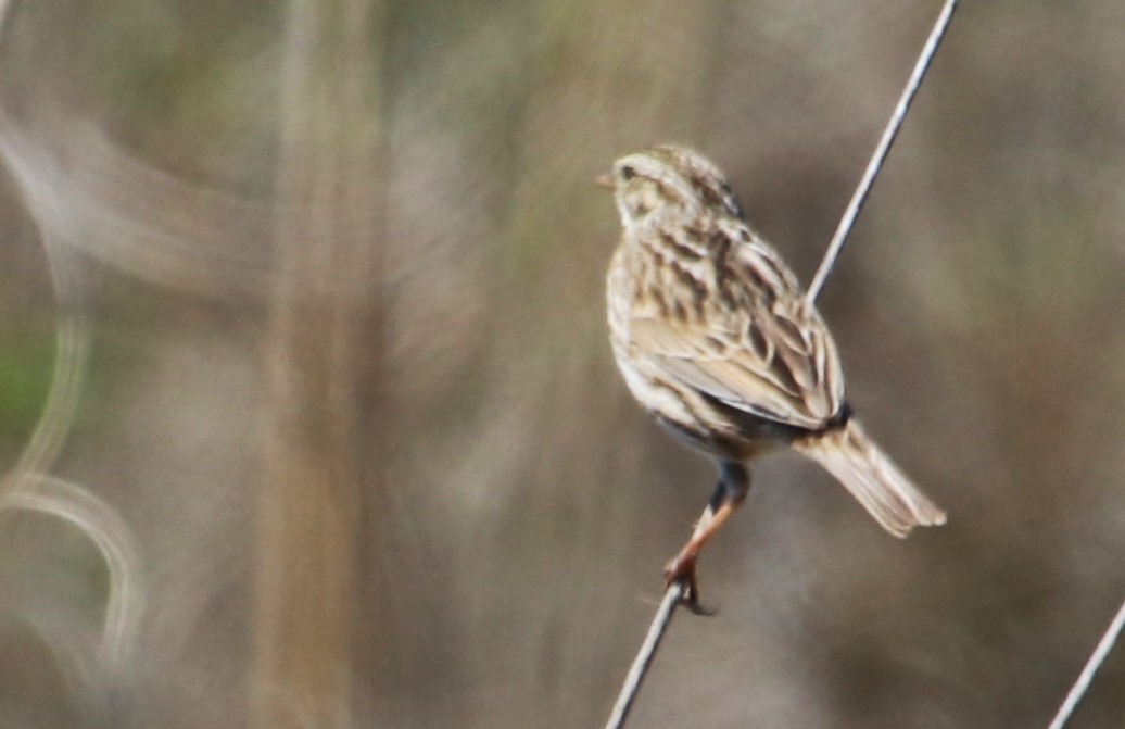 Savannah Sparrow - Betty Thomas