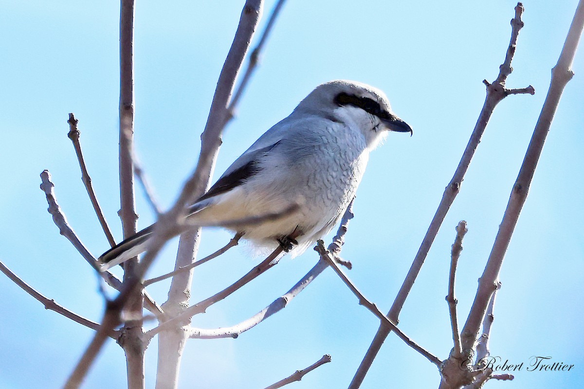 Northern Shrike - ML616744852