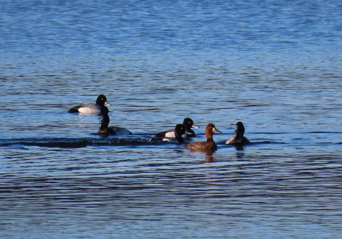 Lesser Scaup - Kristin Mylecraine