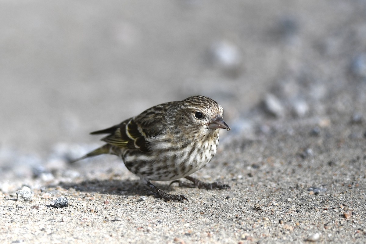 Pine Siskin - ML616744890