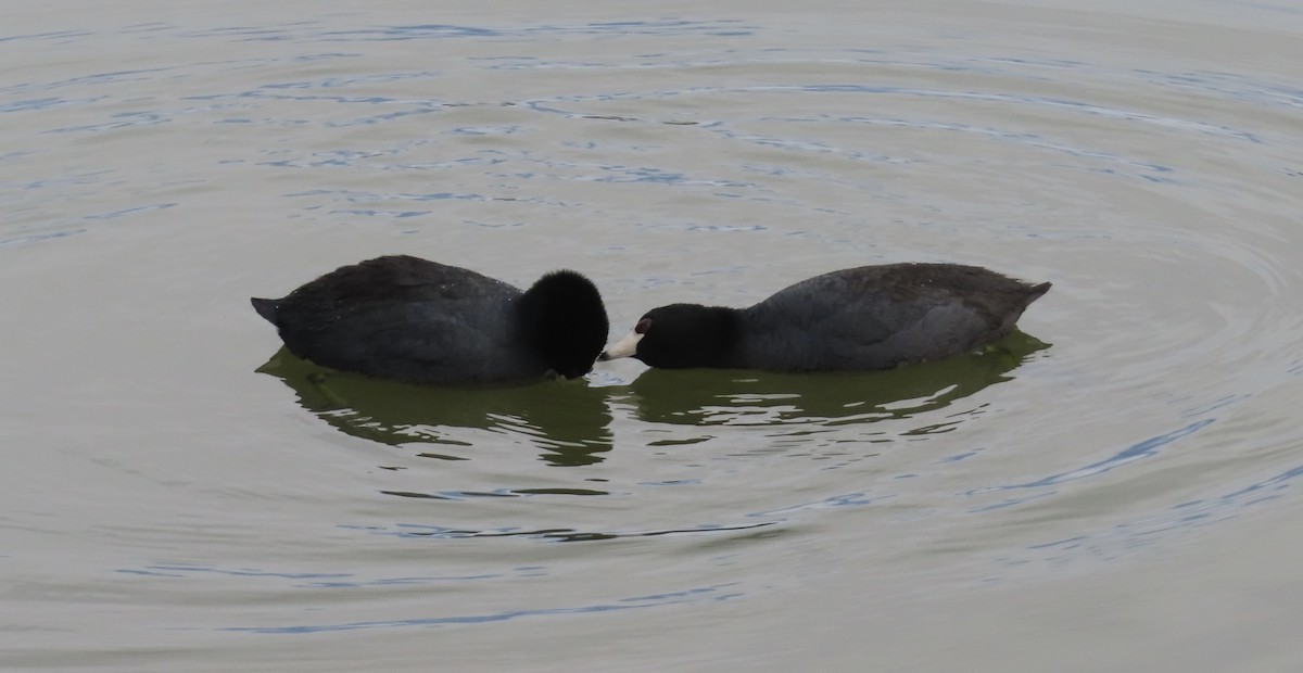 American Coot - Mohini Rawool-Sullivan