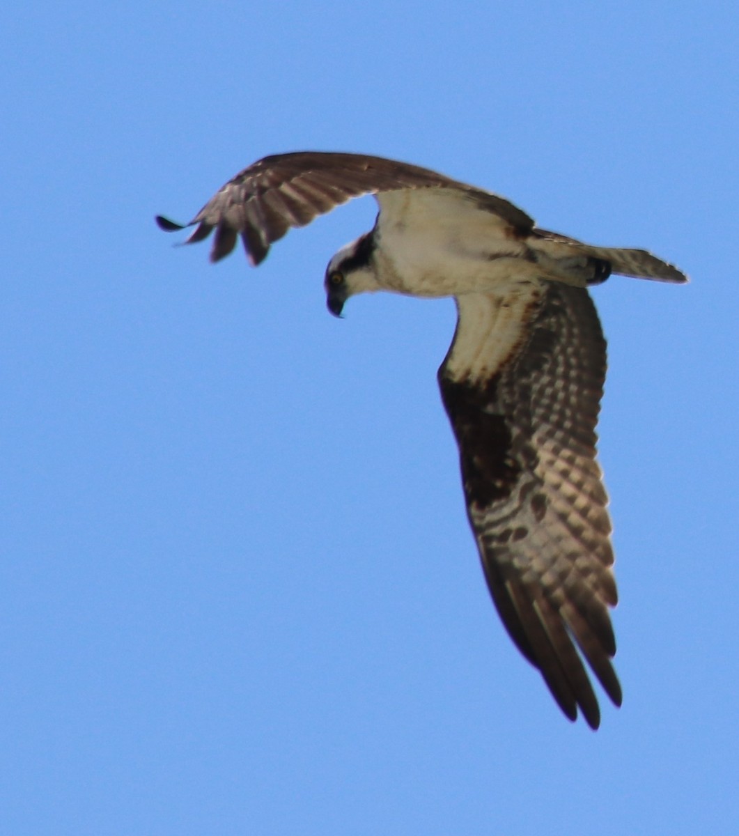 Águila Pescadora - ML616745146