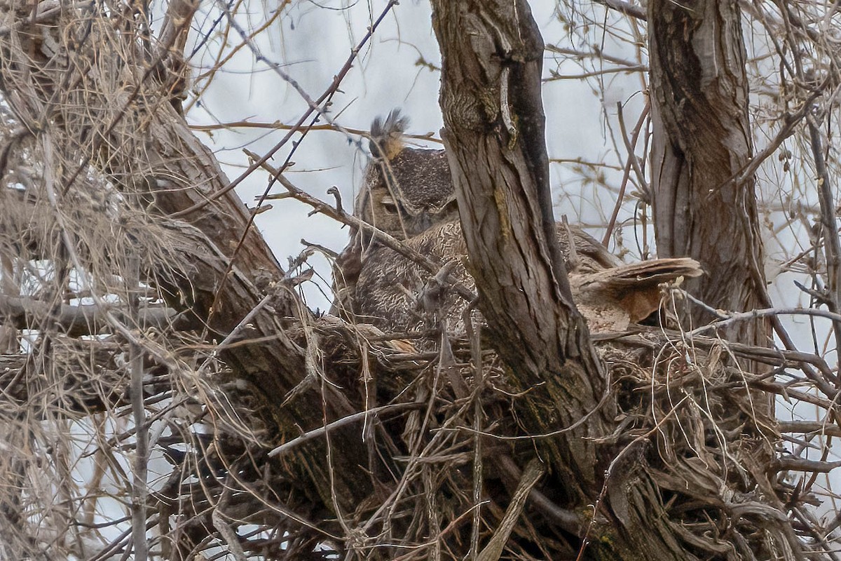 Great Horned Owl - ML616745178