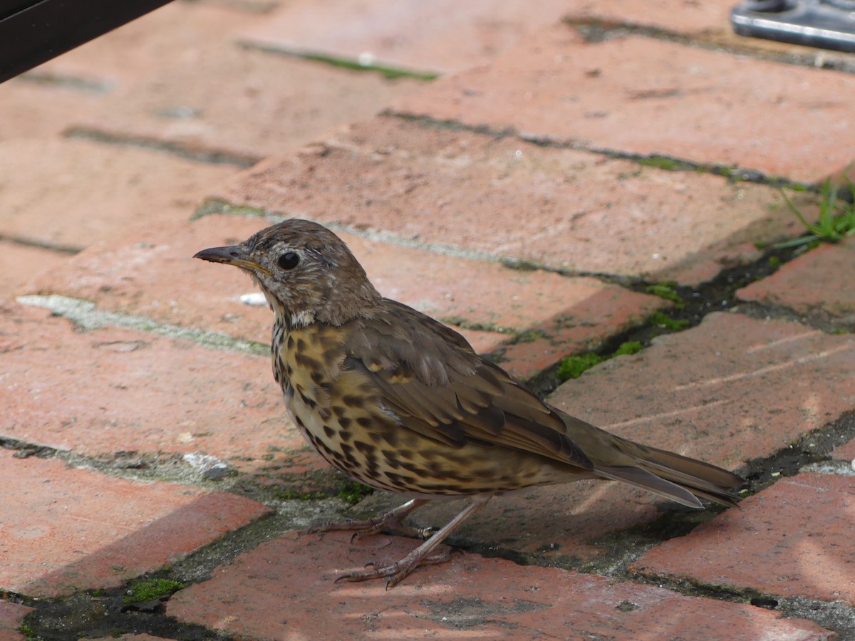 Song Thrush - ML616745180