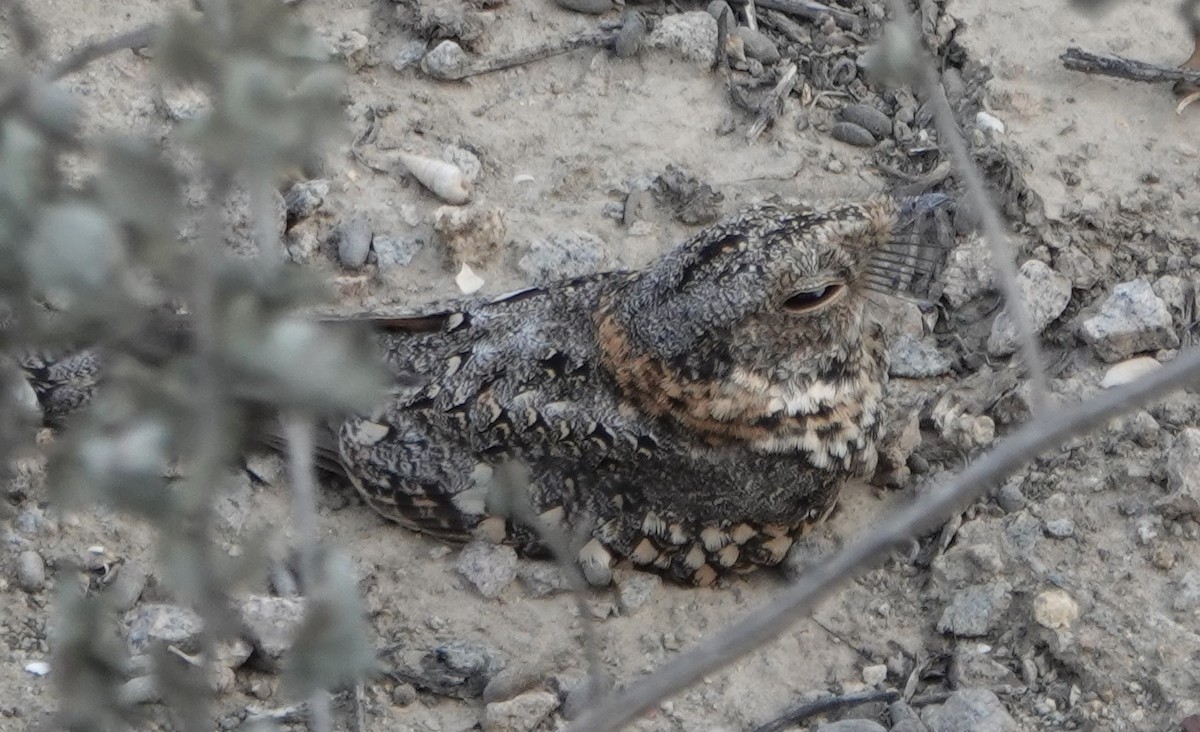 Tschudi's Nightjar - ML616745227