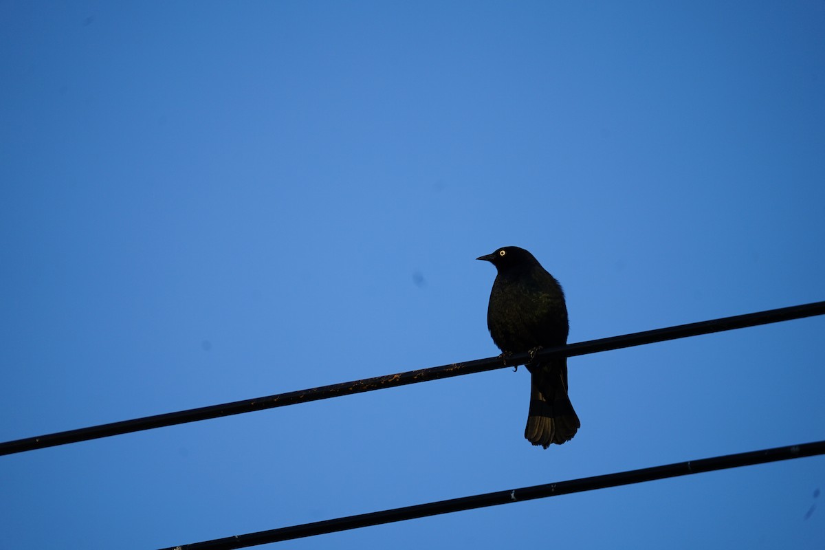 Brewer's Blackbird - ML616745293