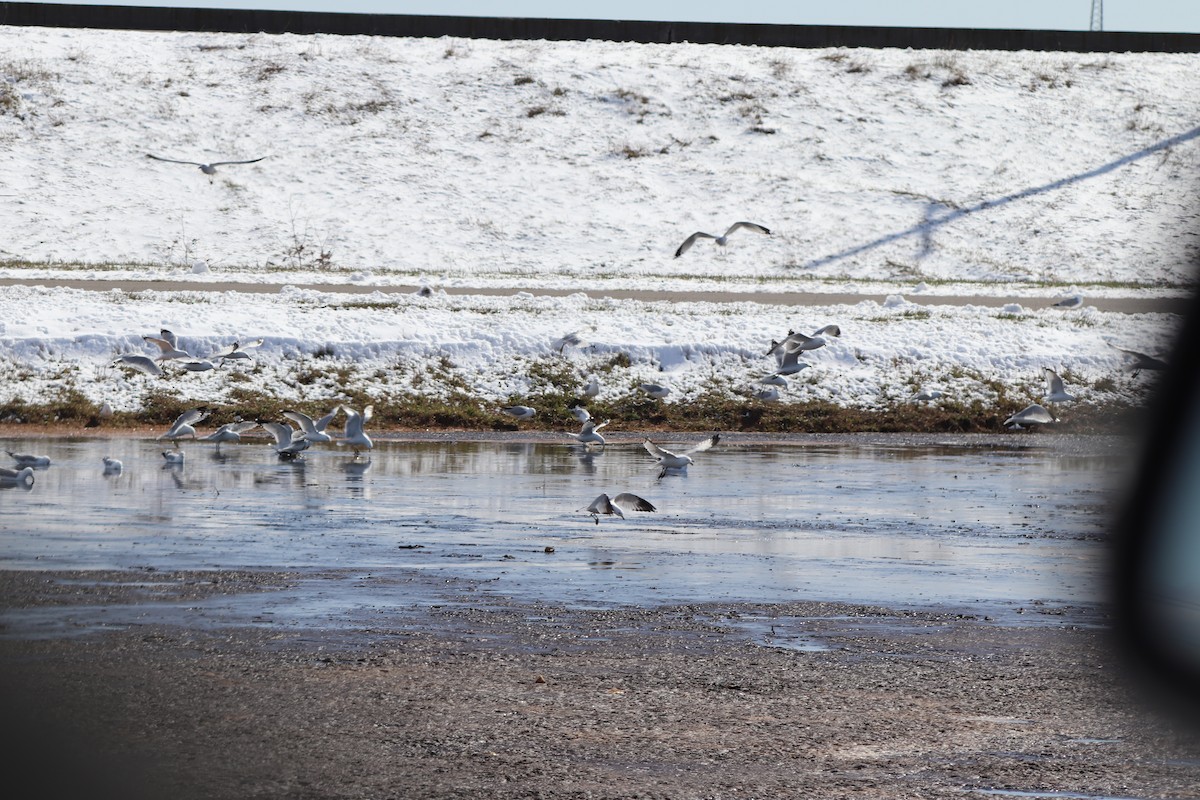 Ring-billed Gull - ML616745410