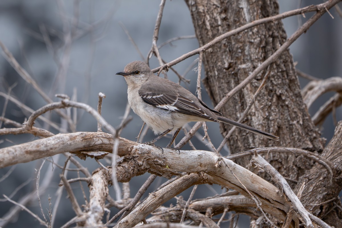 Northern Mockingbird - ML616745501