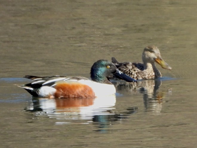 Northern Shoveler - ML616745502