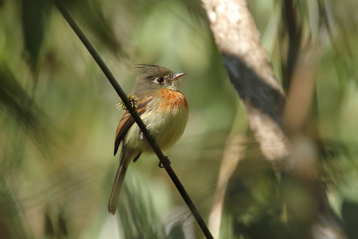 Belted Flycatcher - ML616745508