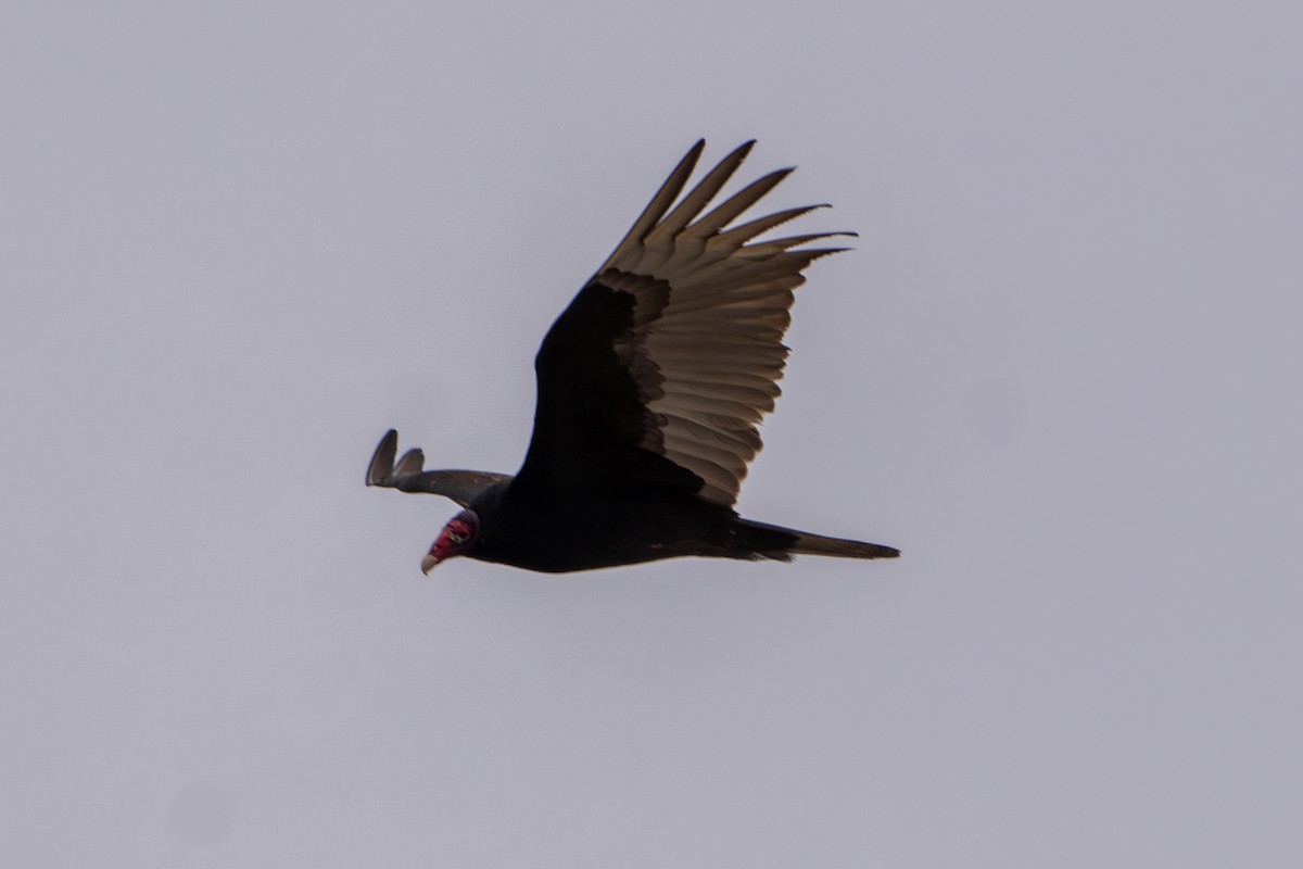 Turkey Vulture - ML616745510