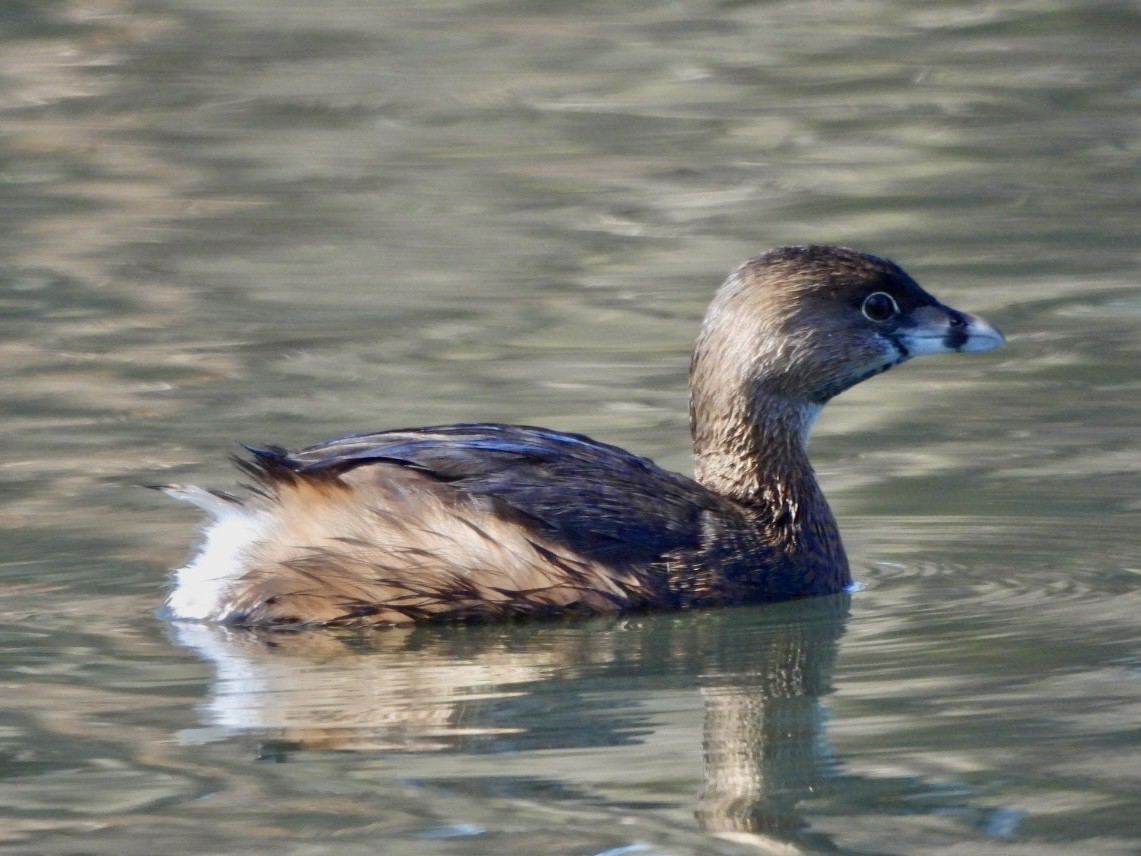 Pied-billed Grebe - ML616745511