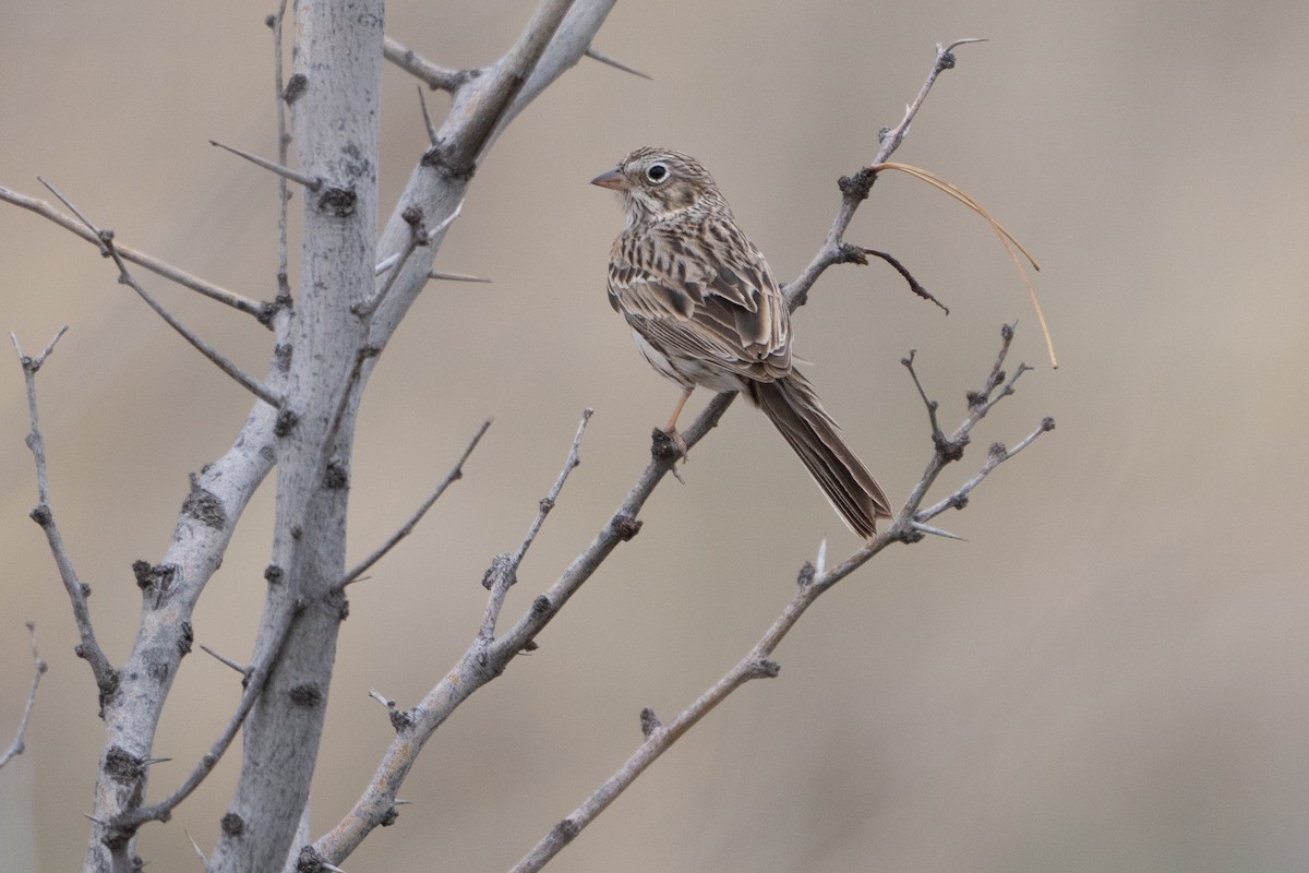 Vesper Sparrow - ML616745520
