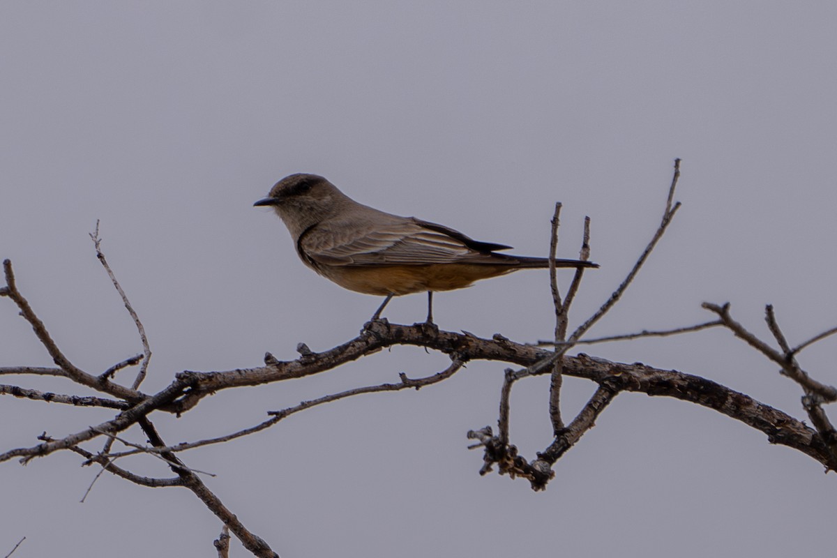 Say's Phoebe - ML616745530
