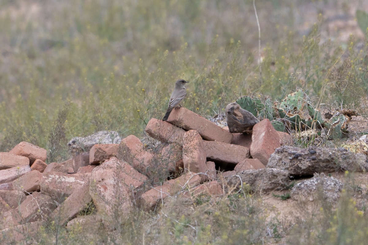 Say's Phoebe - ML616745531