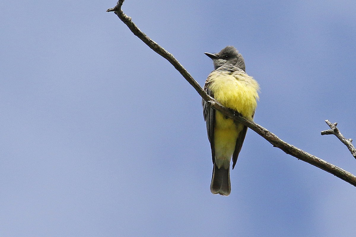 Cassin's Kingbird - Joan Tisdale