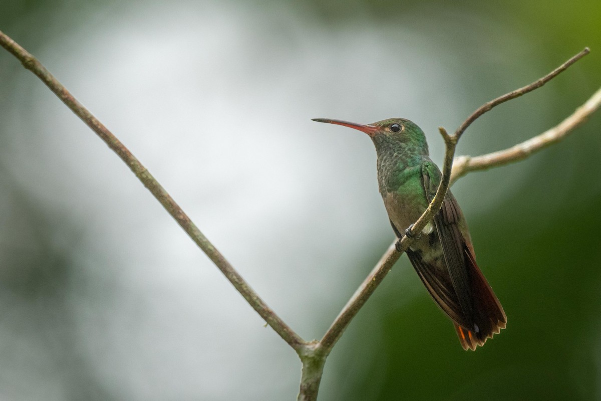 Rufous-tailed Hummingbird - ML616745538