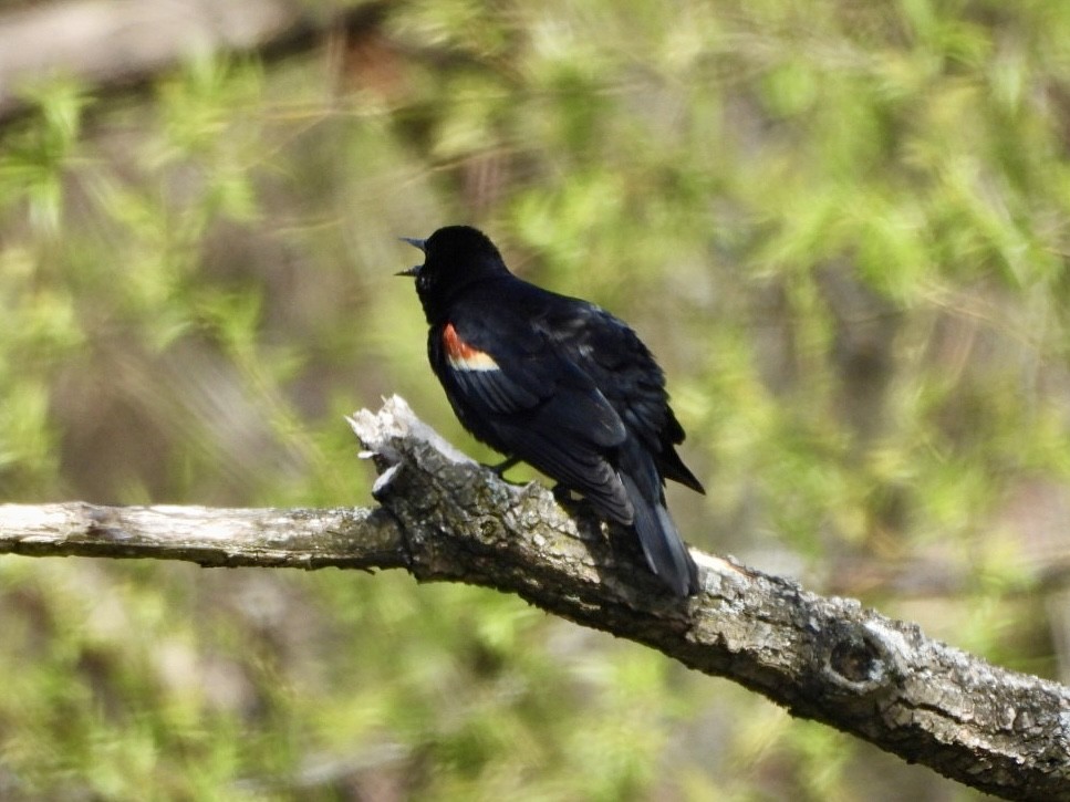 Red-winged Blackbird - ML616745567