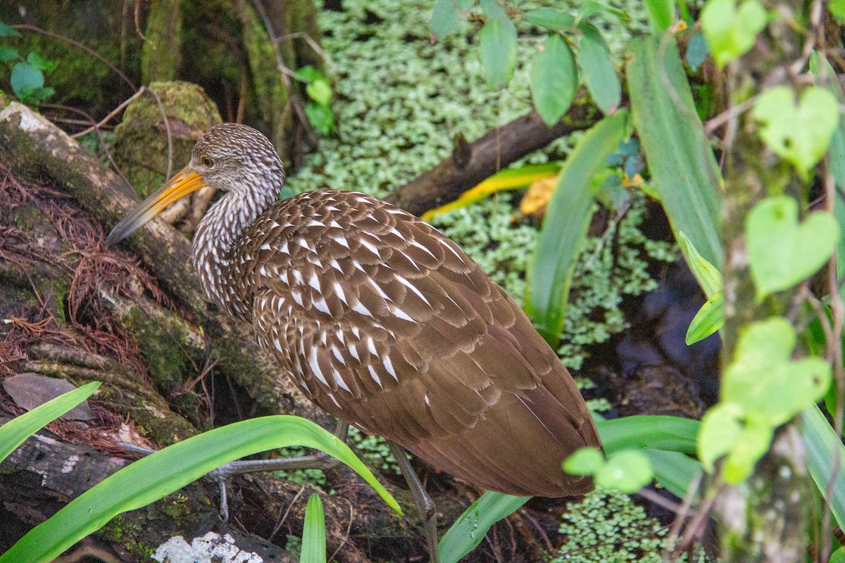 Limpkin - ML616745570