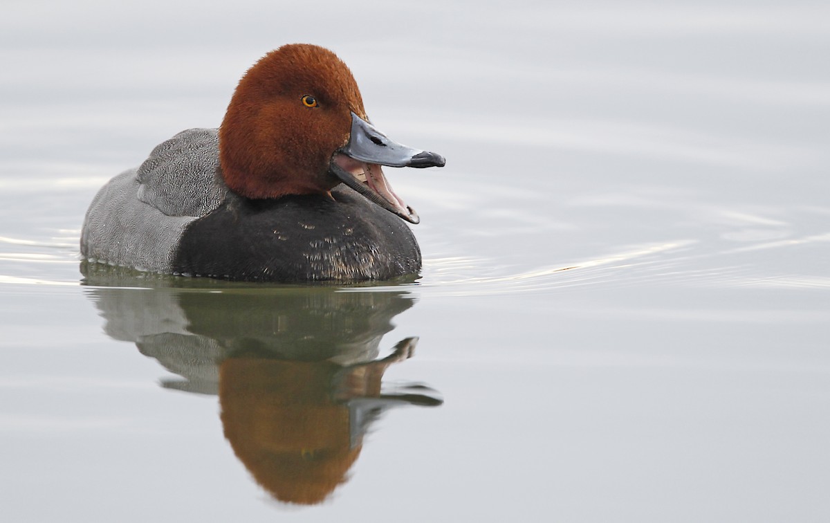 Redhead - Luke Seitz