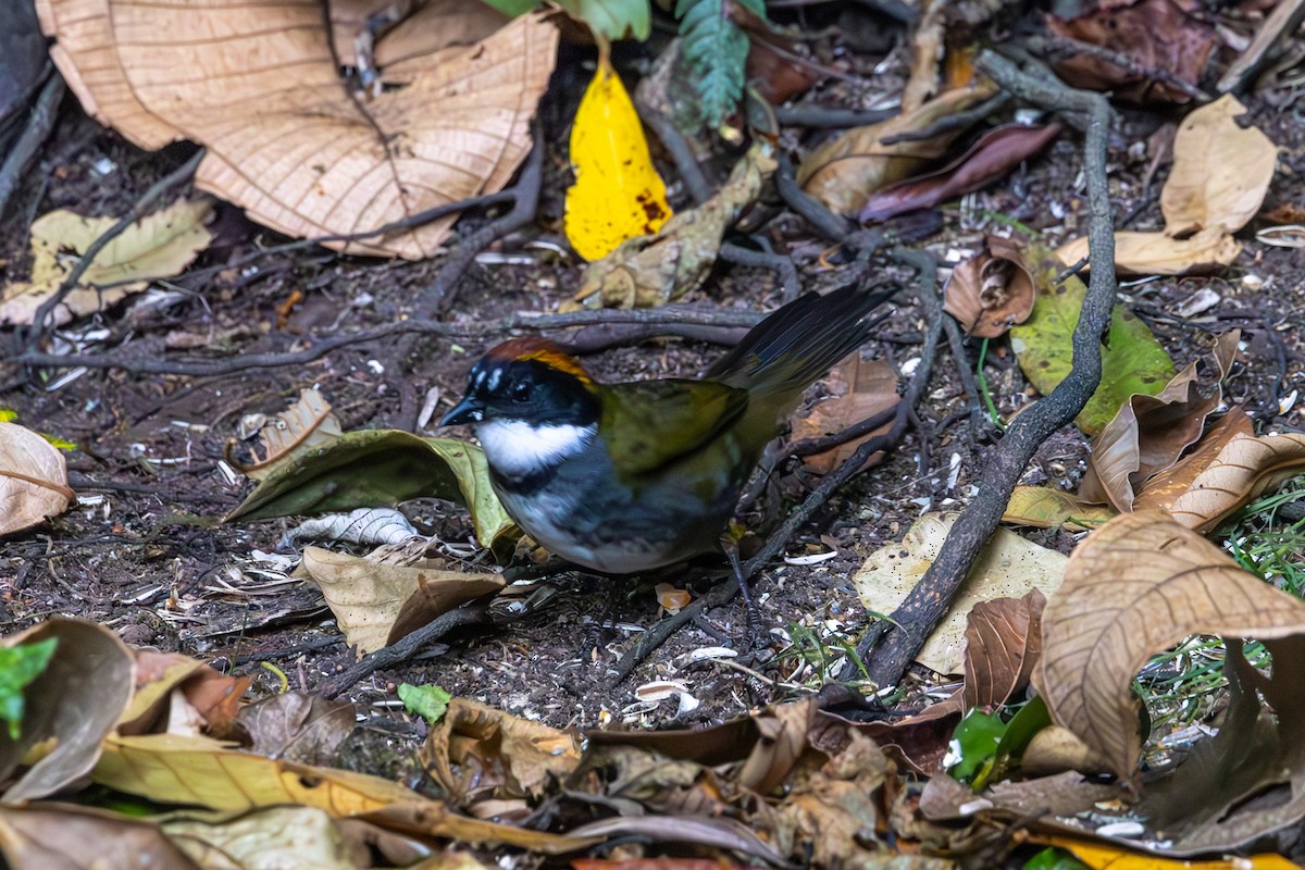 Chestnut-capped Brushfinch - Mason Flint