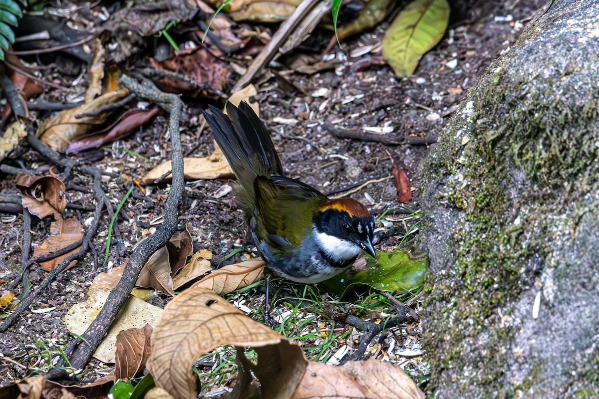 Chestnut-capped Brushfinch - Mason Flint