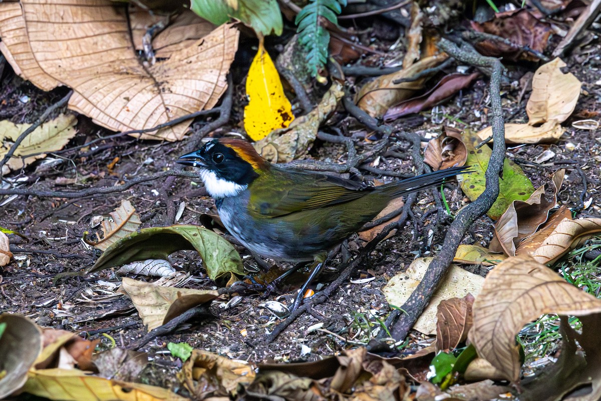 Chestnut-capped Brushfinch - Mason Flint