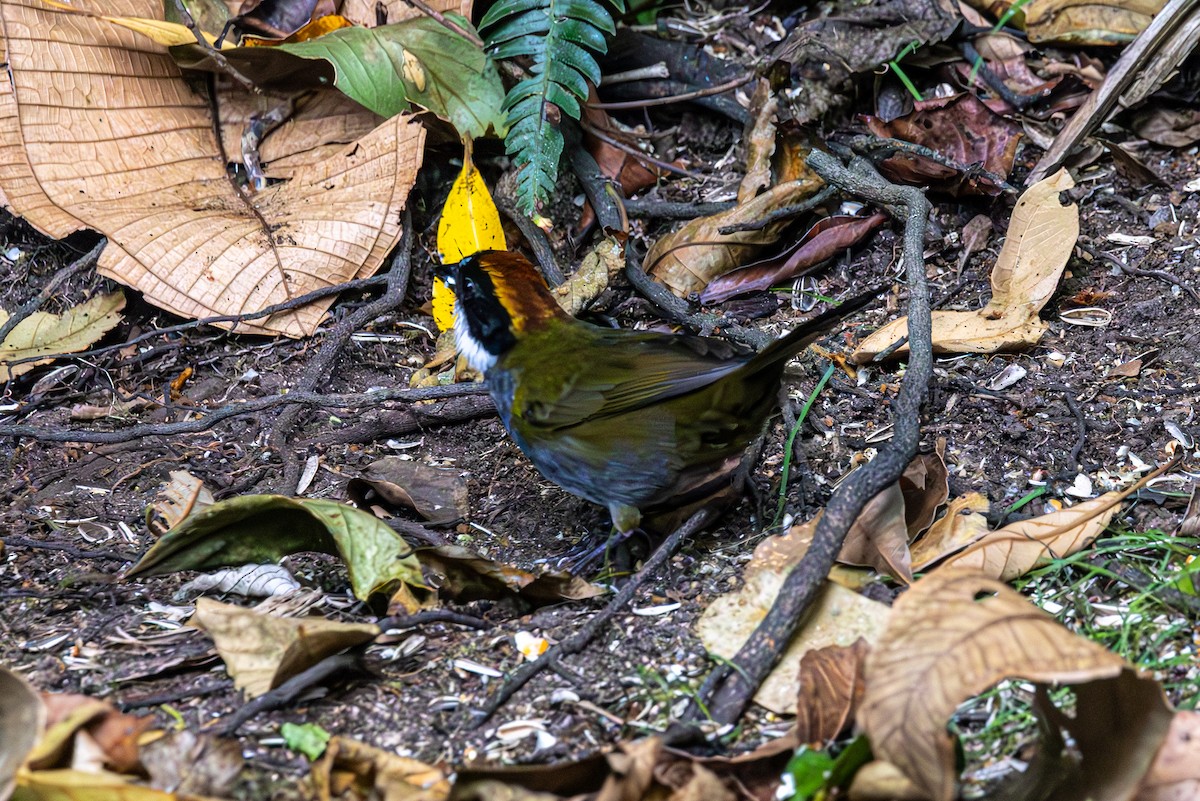 Chestnut-capped Brushfinch - Mason Flint