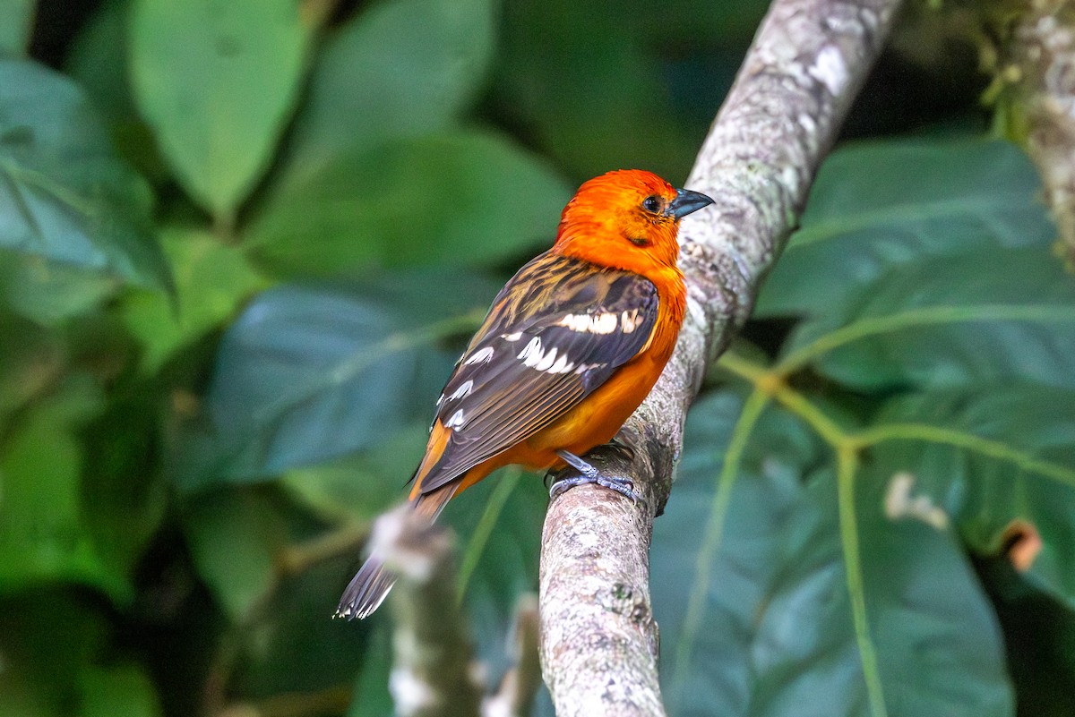 Flame-colored Tanager - Mason Flint