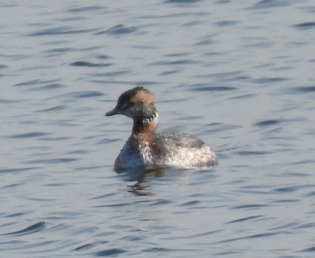 Horned Grebe - Jay Gershkowitz