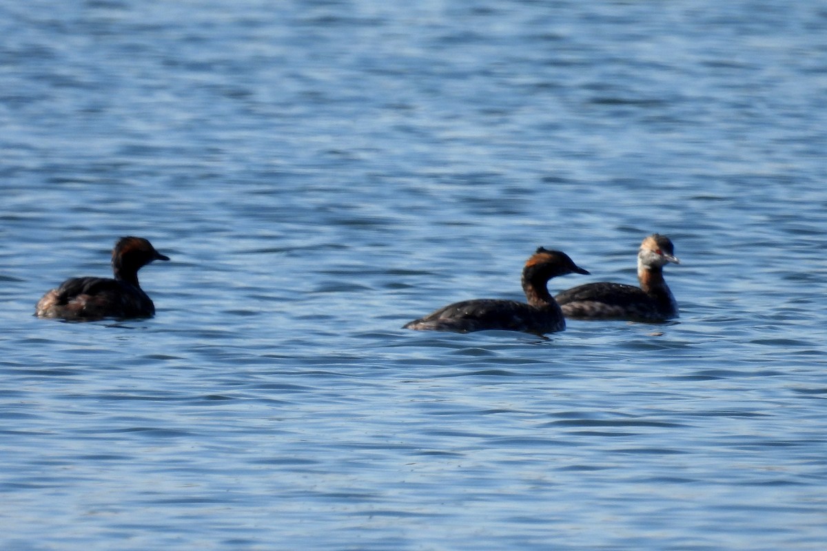 Horned Grebe - Jay Gershkowitz