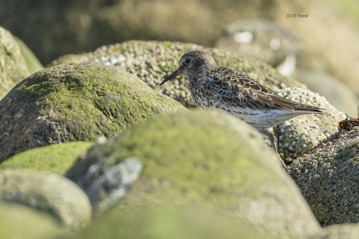 Rock Sandpiper - ML616745670