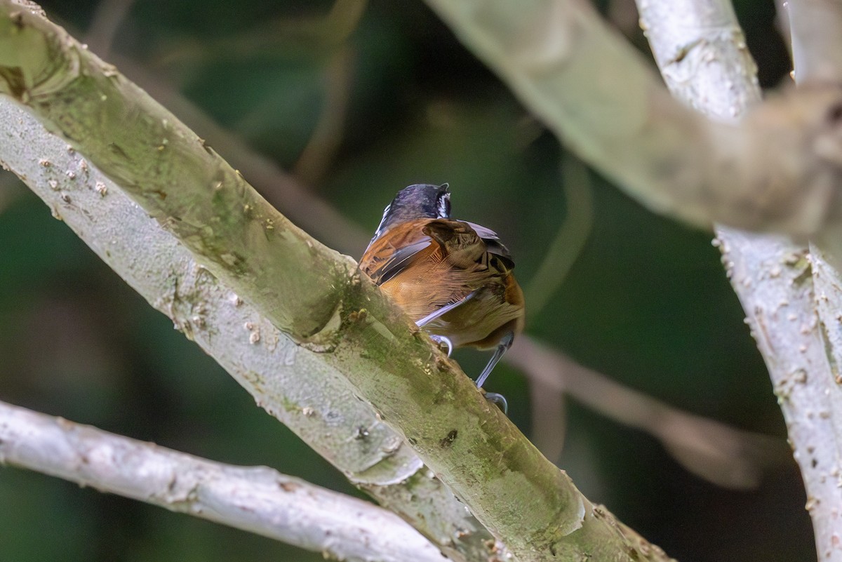 Gray-breasted Wood-Wren - Mason Flint