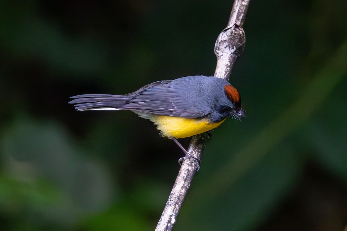 Slate-throated Redstart - Mason Flint