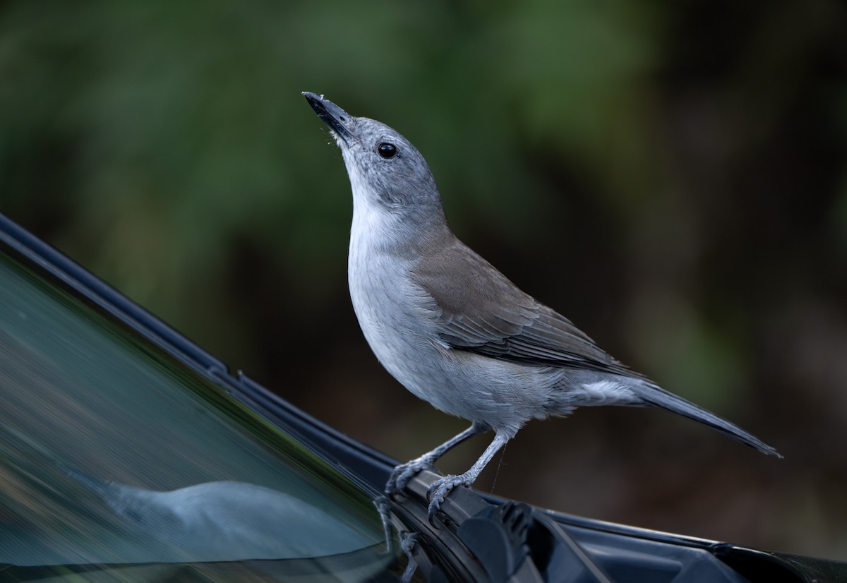 Gray Shrikethrush - ML616745704