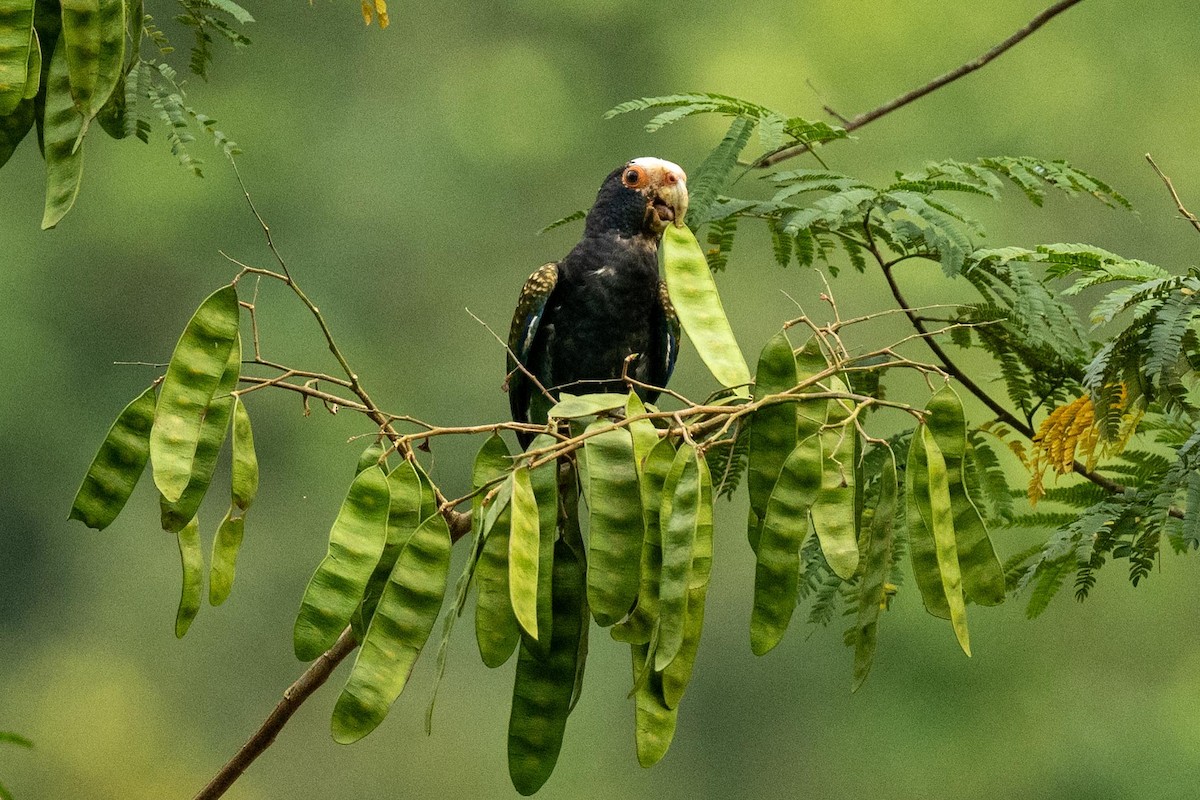 White-crowned Parrot - ML616745714