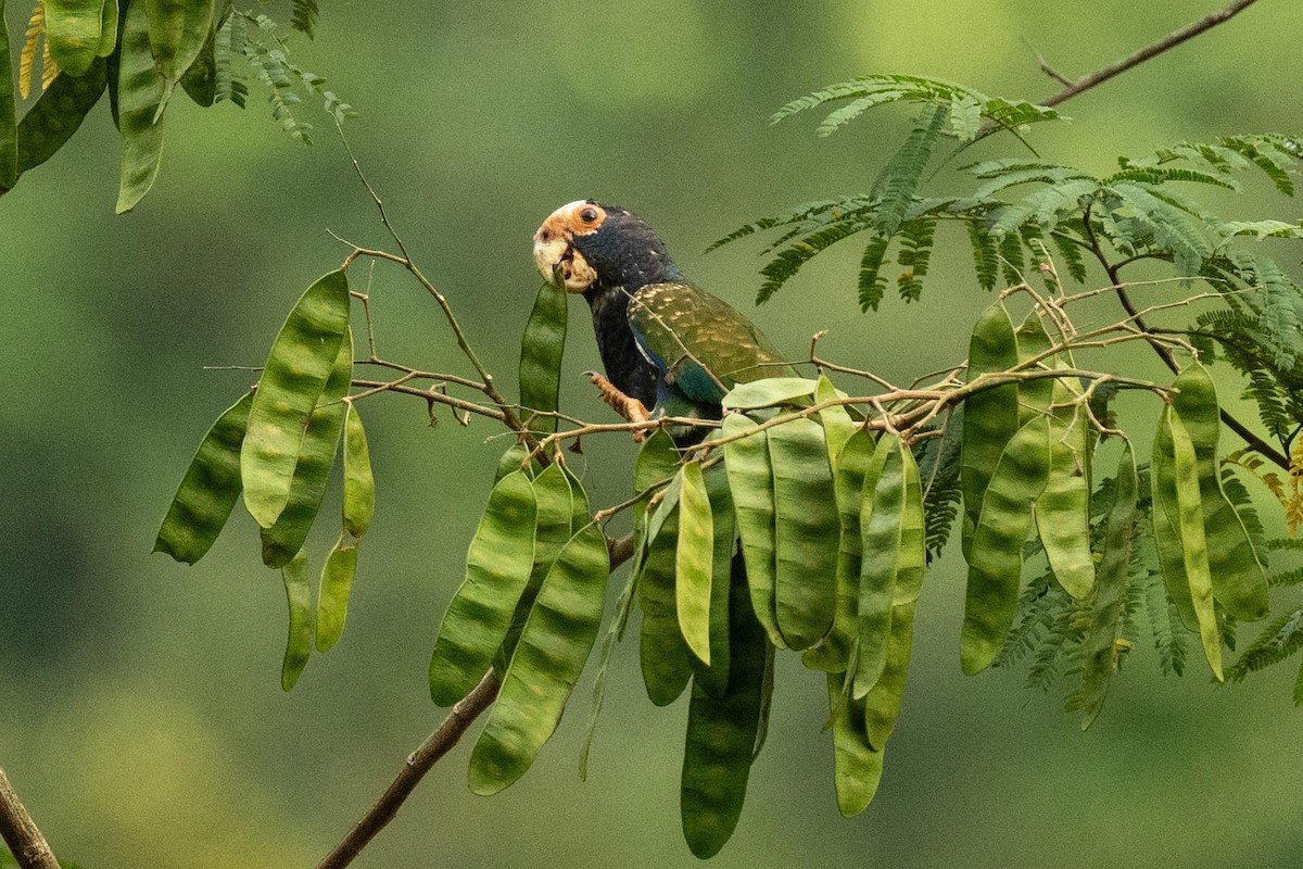 White-crowned Parrot - ML616745715