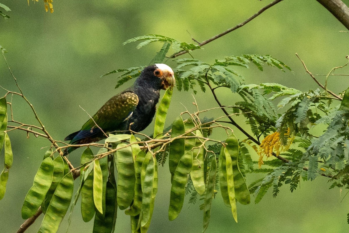 White-crowned Parrot - ML616745716