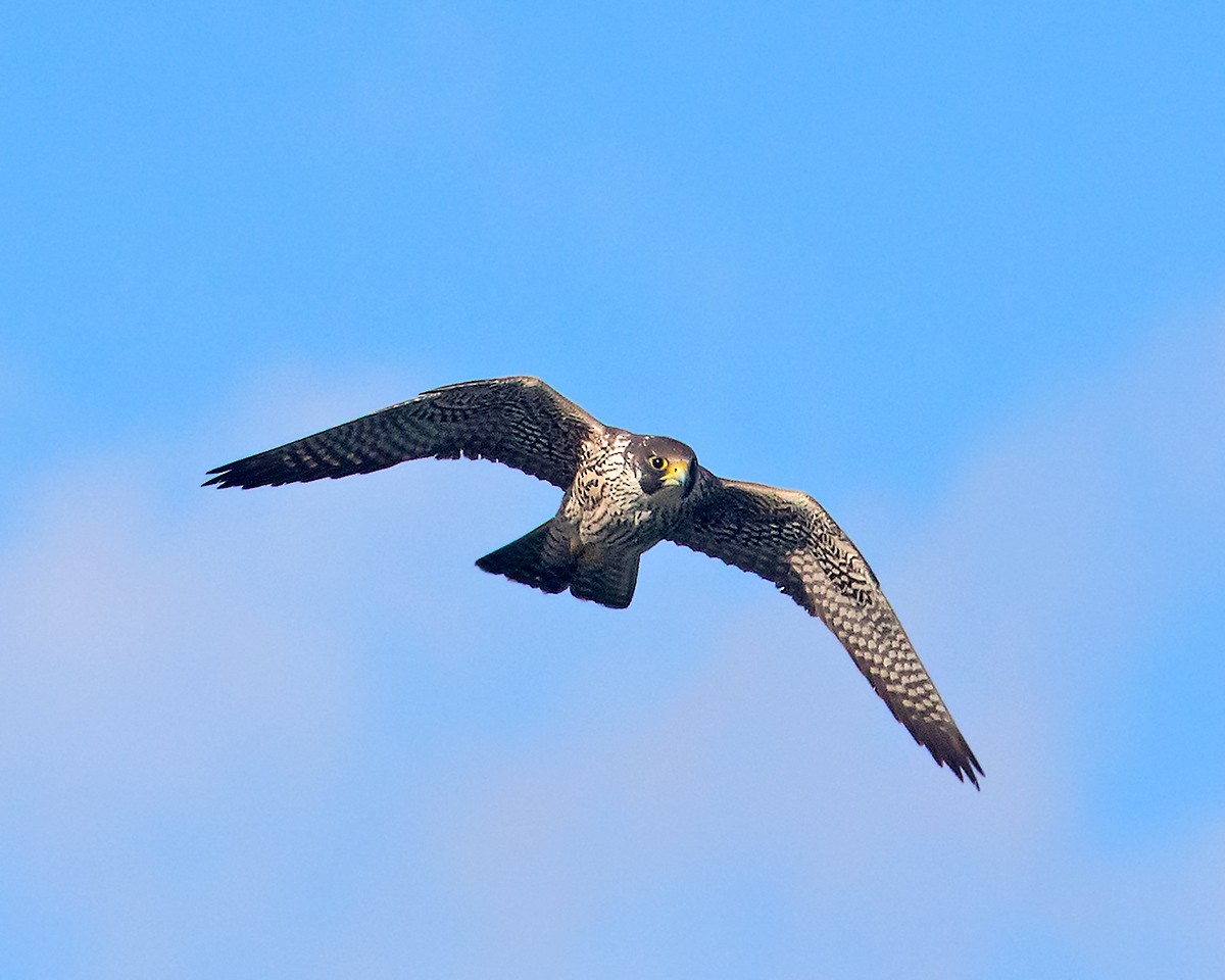 Peregrine Falcon - Doug Backlund