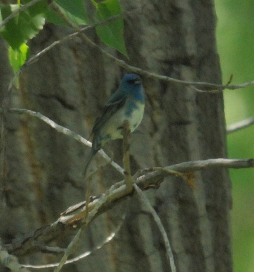 Lazuli x Indigo Bunting (hybrid) - Doug Faulkner