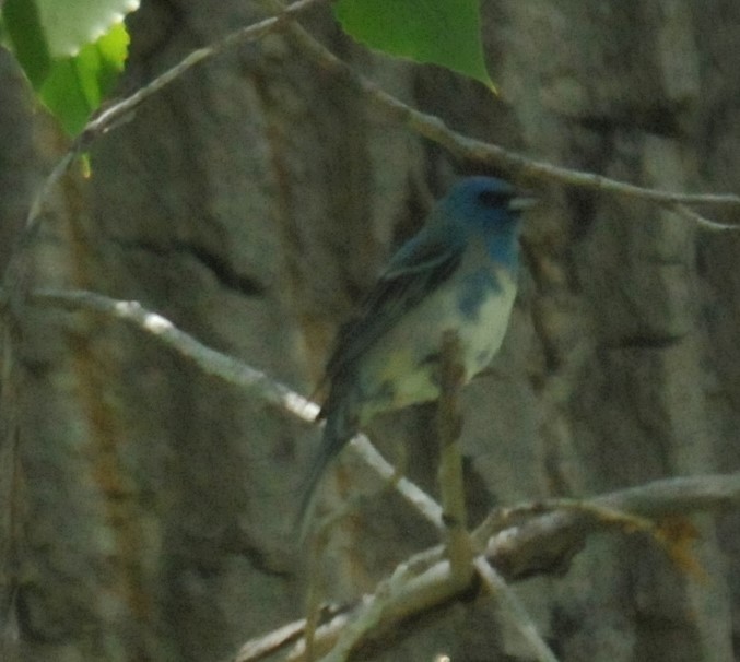 Lazuli x Indigo Bunting (hybrid) - Doug Faulkner