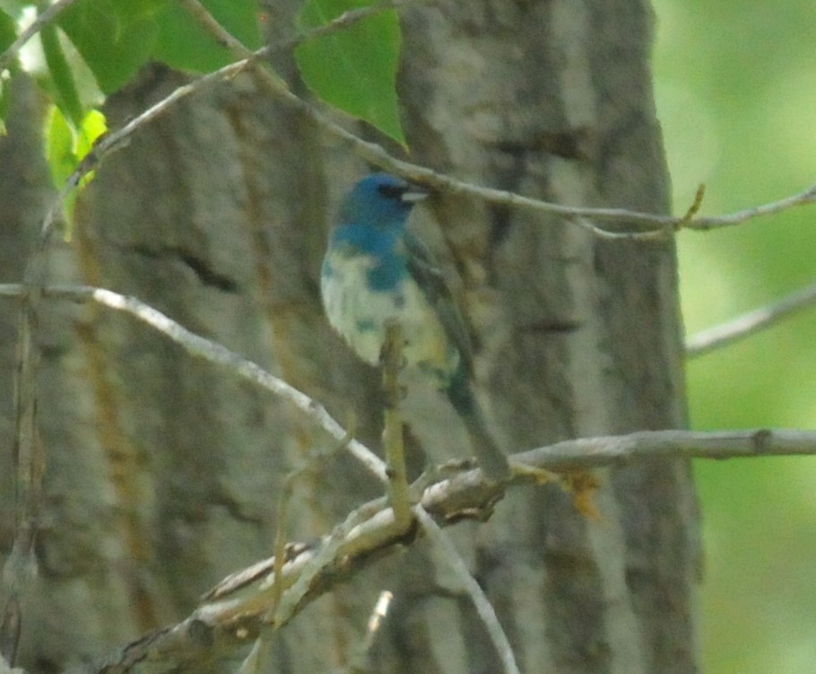 Lazuli x Indigo Bunting (hybrid) - Doug Faulkner