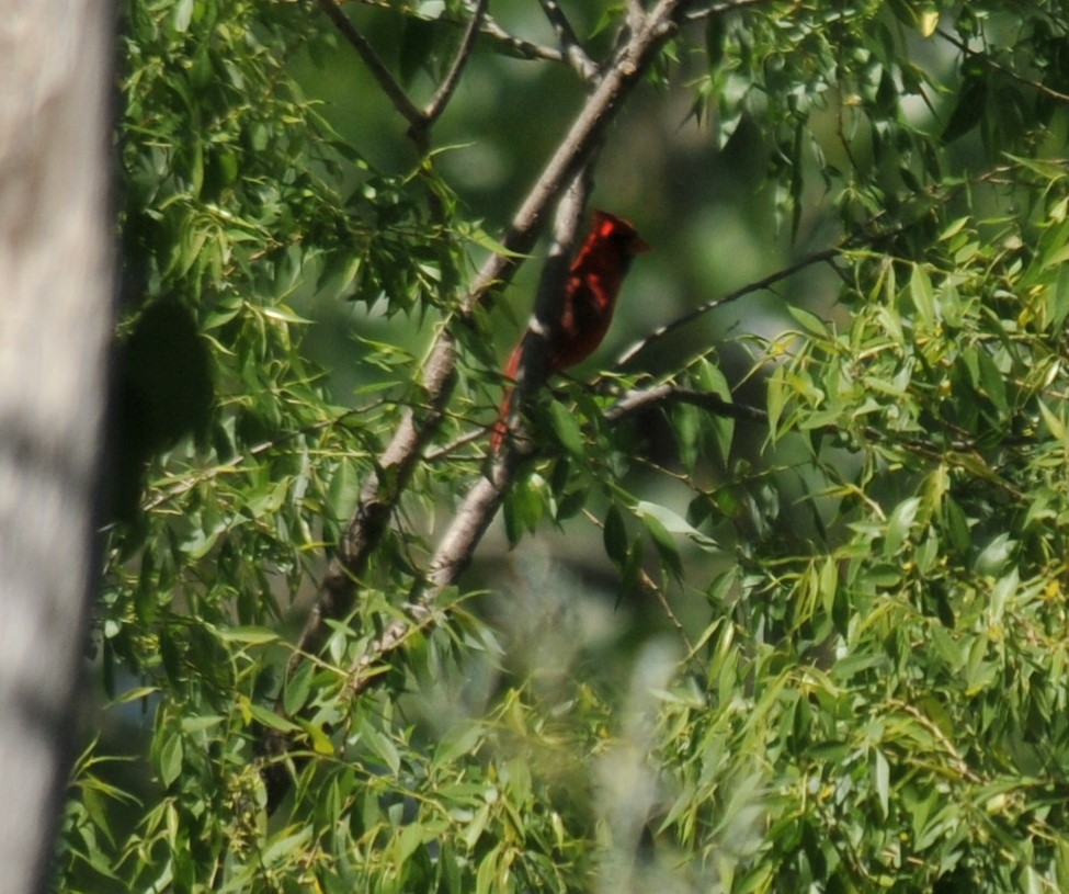 Northern Cardinal - Doug Faulkner