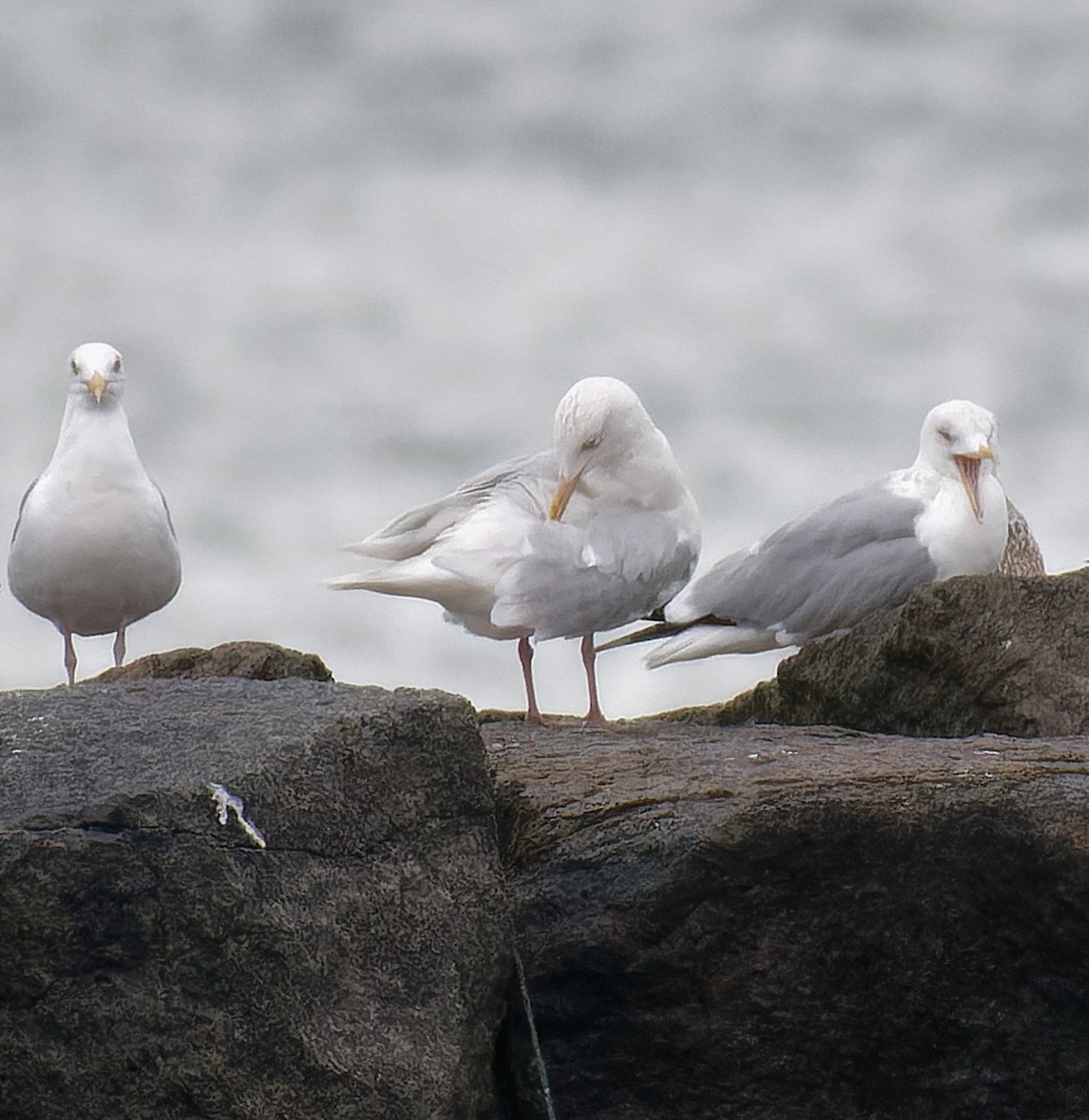 Glaucous Gull - Carolyn Holland