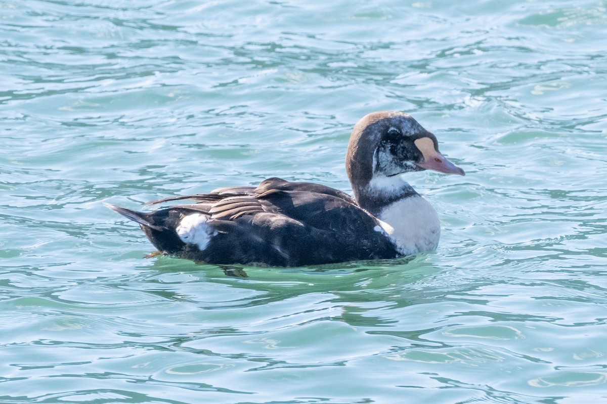 King Eider - ML616745971