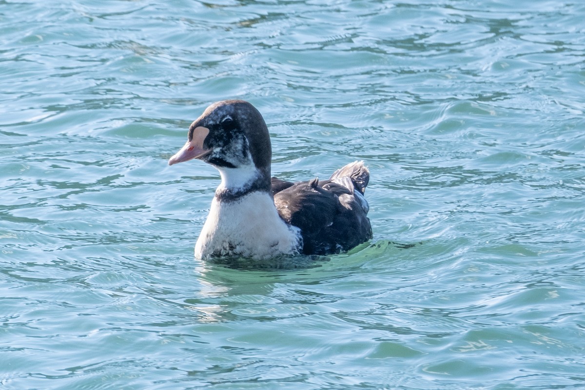 Eider à tête grise - ML616745980