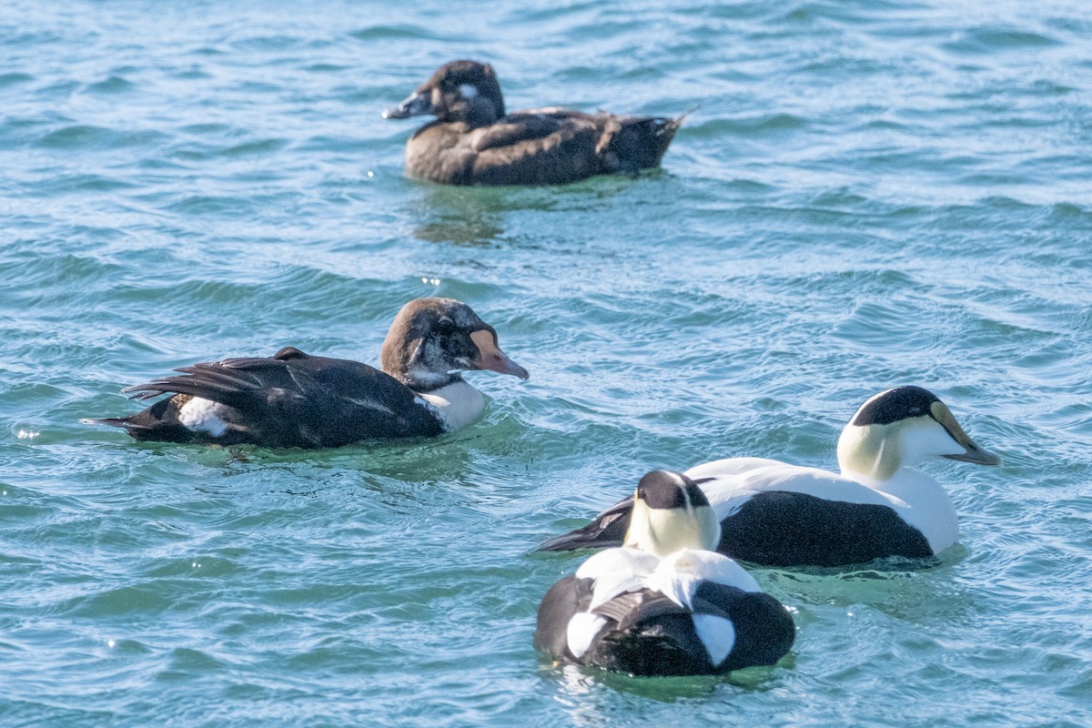 King Eider - ML616745990