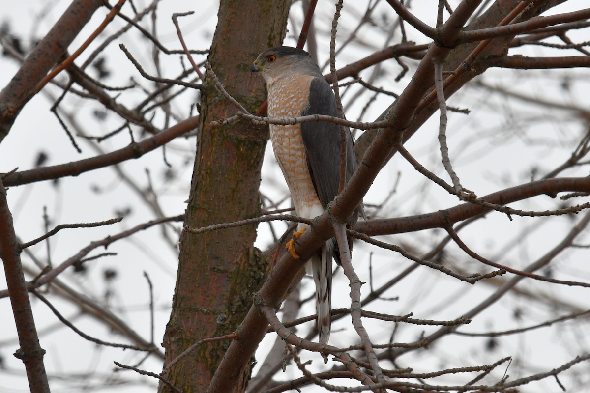 Cooper's Hawk - ML616746066